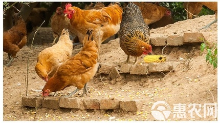 正宗农家散养土鸡蛋 现捡现发，批发与担保服务